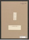 Diatomeae indet. Zeichnungen Sammlung Grunow Nr. 5858 (NHMW-BOT-W0374297)